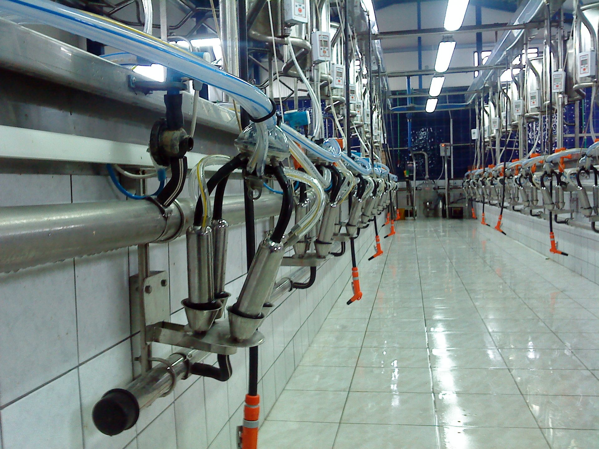 Sala de ordeño espina de pescado | agromasters