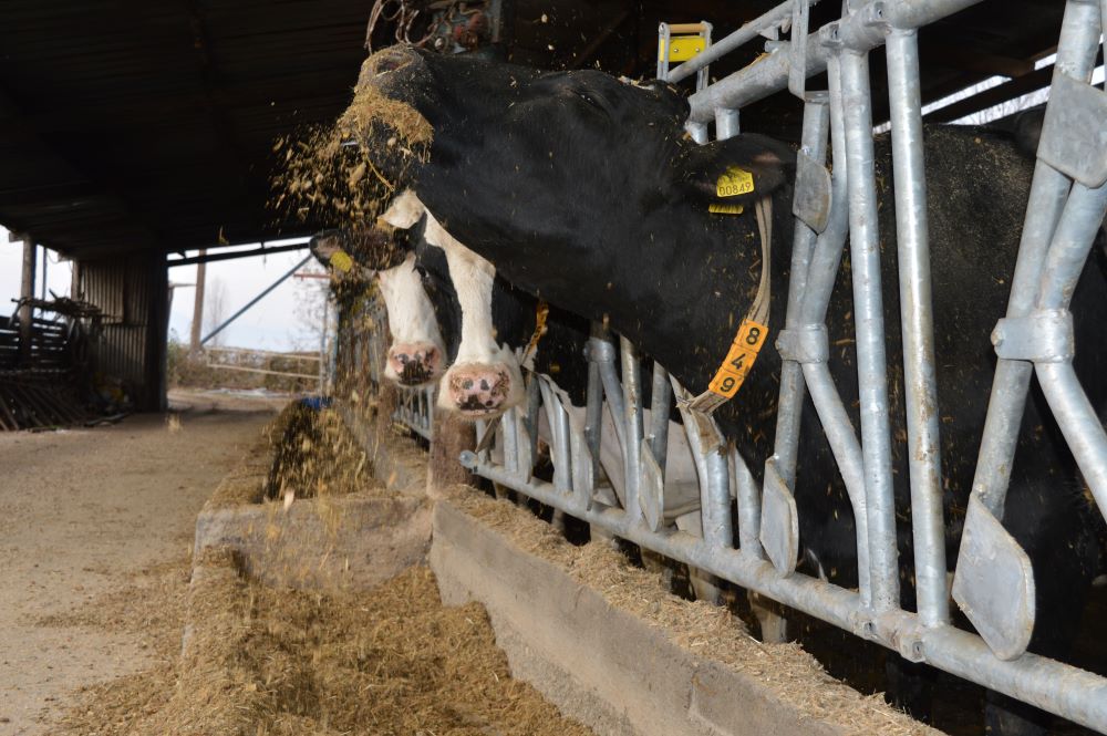 Cattle Headlocks - Durability for long-lasting performance -Agromasters