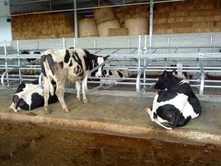 cow cubicles