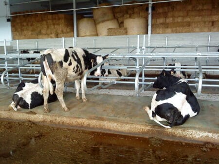 Agromasters cow cubicles