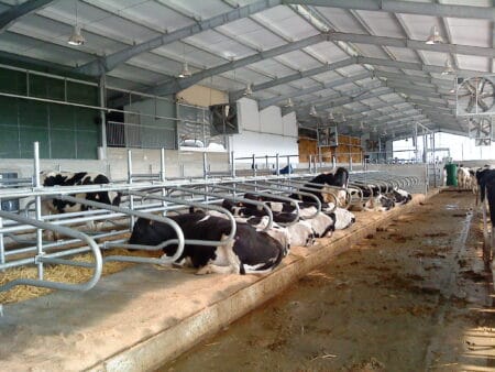 cow cubicles enhance cow comfort