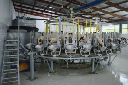 Internal Rotary milking parlour for small ruminants