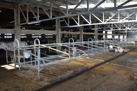 Cow cubicles play a crucial role in ensuring the well-being and productivity of animals
