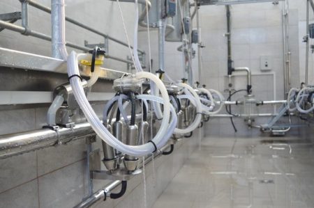 Herringbone milking parlours for cows