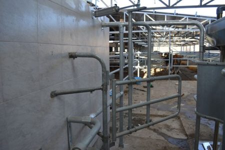 herringbone milking parlor