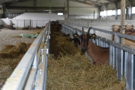 Feeding goats and sheep