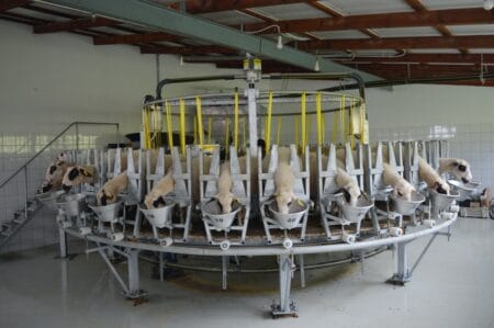 Goat rotary milking parlour