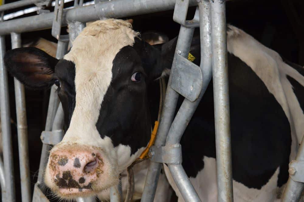 Cattle Headlocks - Durability for long-lasting performance -Agromasters