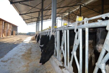 headlocks Manufactured to suit all ages and breeds of livestock