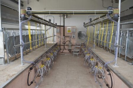 Rapid Exit Small Ruminant Parlour