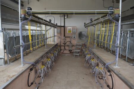 RapidExit milking parlour for goats and sheep