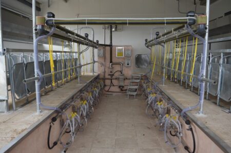 rapid exit milking parlors
