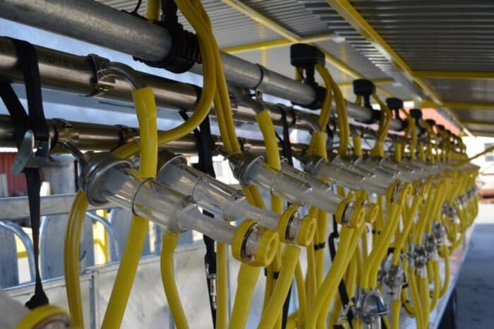 mobile milking parlor for goats