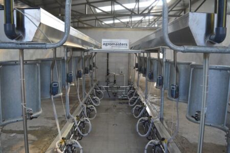 herringbone milking parlor cows