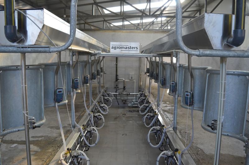 herringbone milking parlor cows