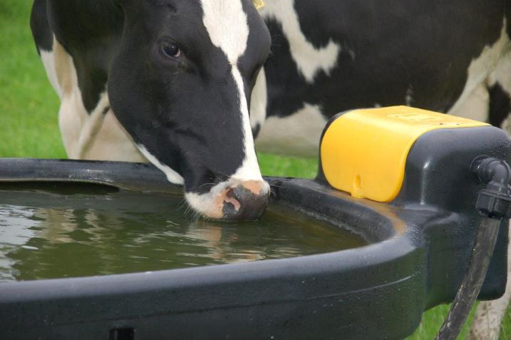 αγελάδες γαλακτοπαραγωγής και παροχή νερού