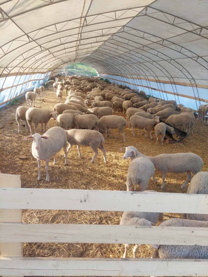 Πρόβατα Λακόν με pedigree