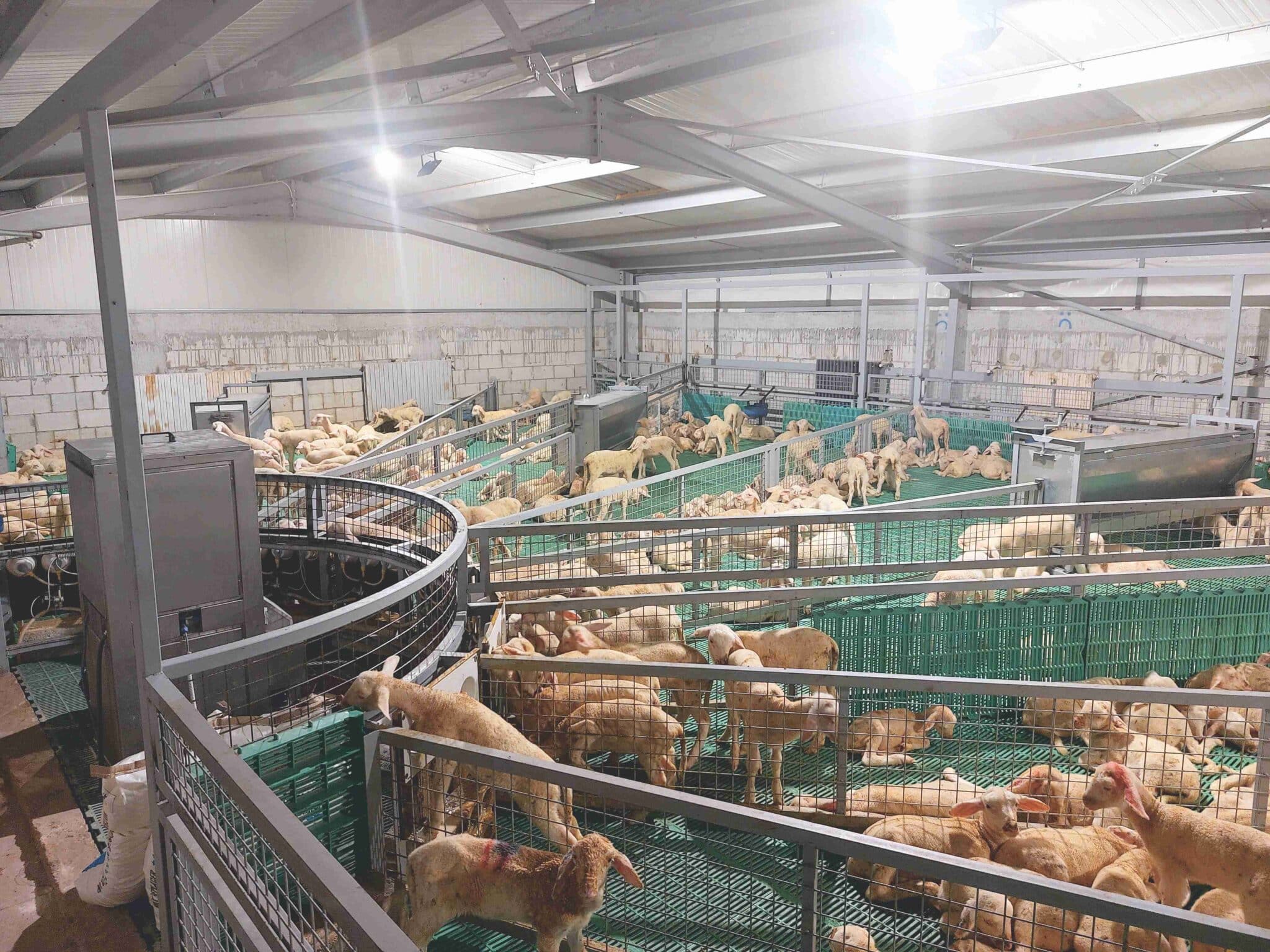 Automatic Lamb Feeder Ambrosia Adlib feeding machine Agromasters