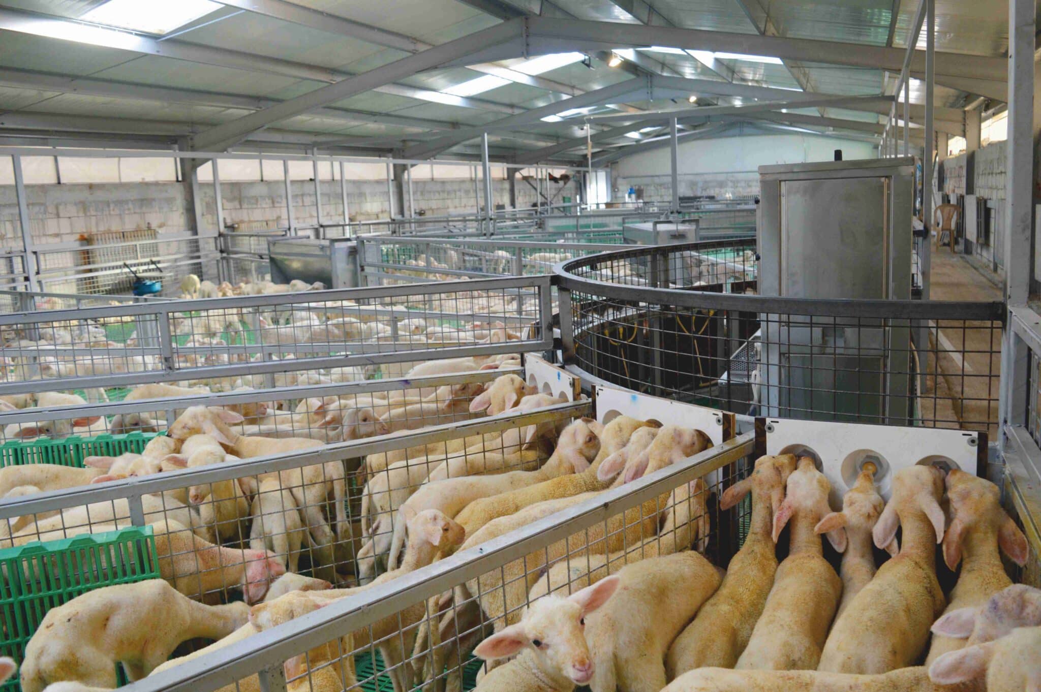 Automatic Lamb Feeder Ambrosia Adlib feeding machine Agromasters