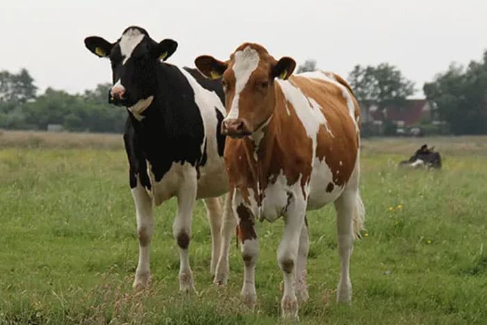 Holstein friesian