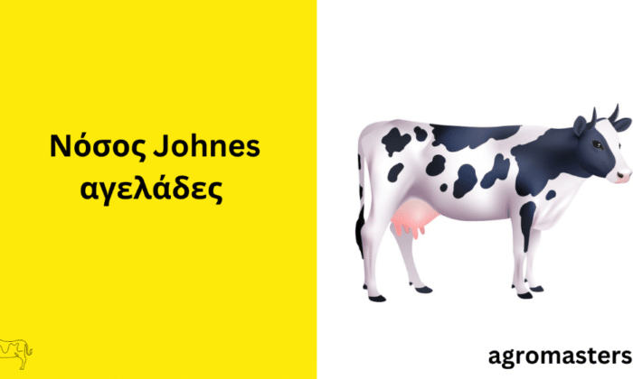 αγελάδες νόσος johnes