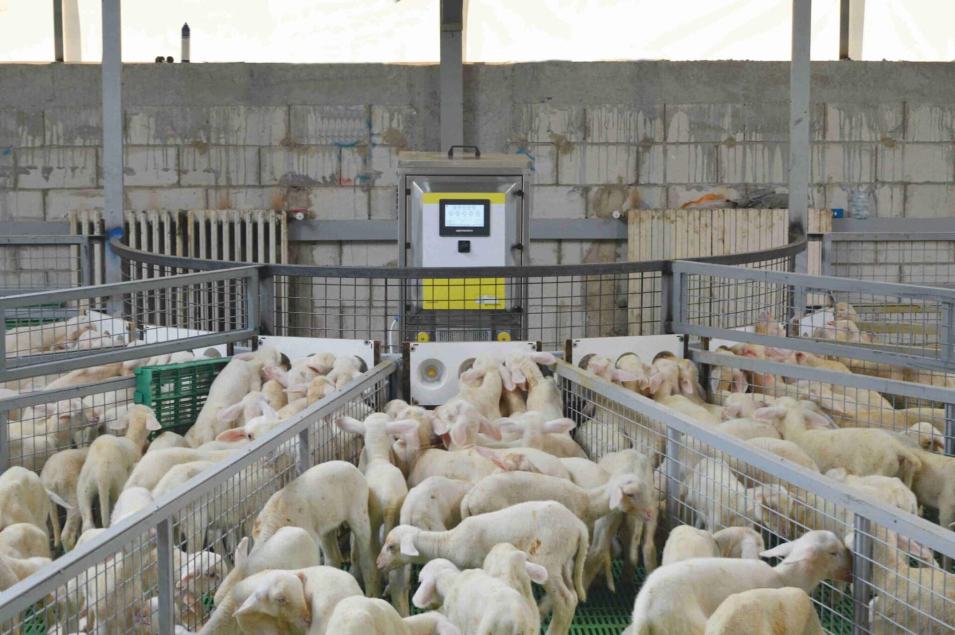 Using an Automatic lamb Feeder Ambrosia Agromasters