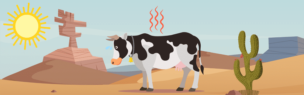heat stress in cows