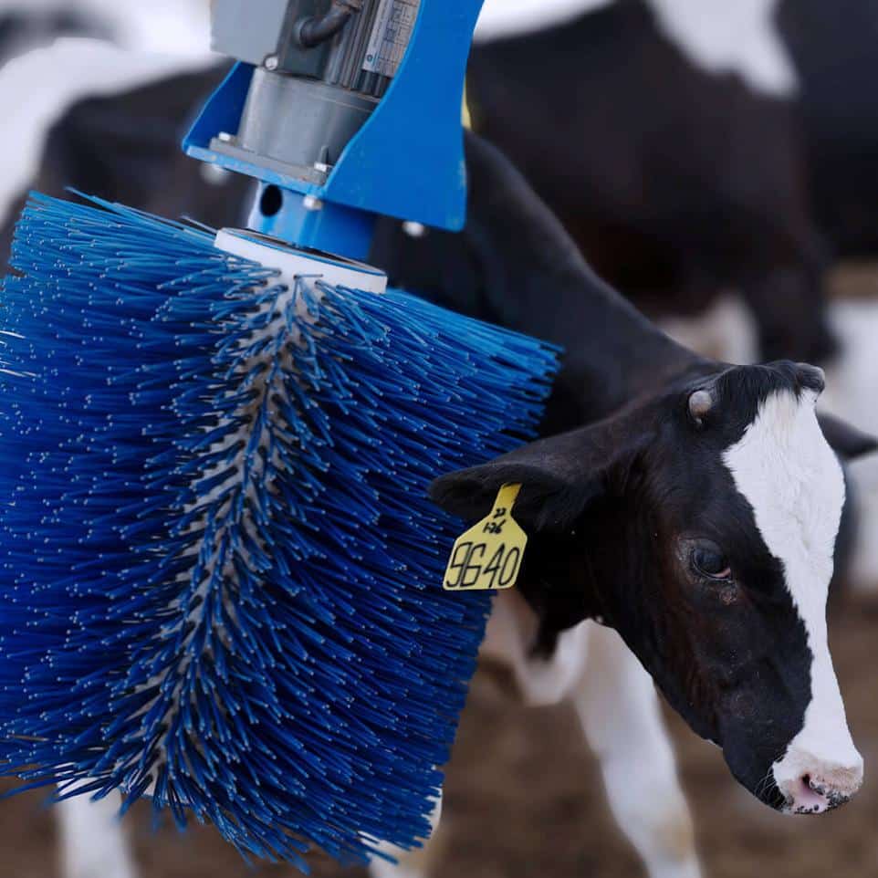 Brosses à vaches