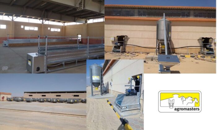 automatic feeding systems for sheep and goats