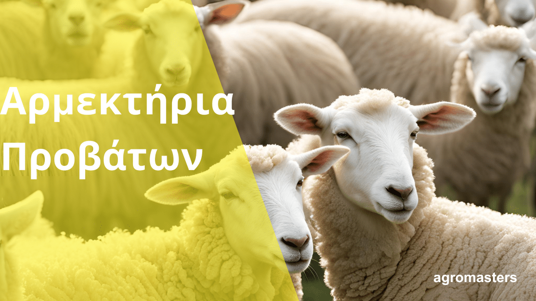 armektirio provaton